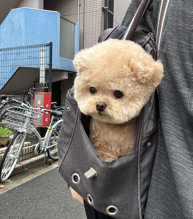 犬