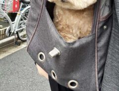 犬