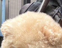 犬