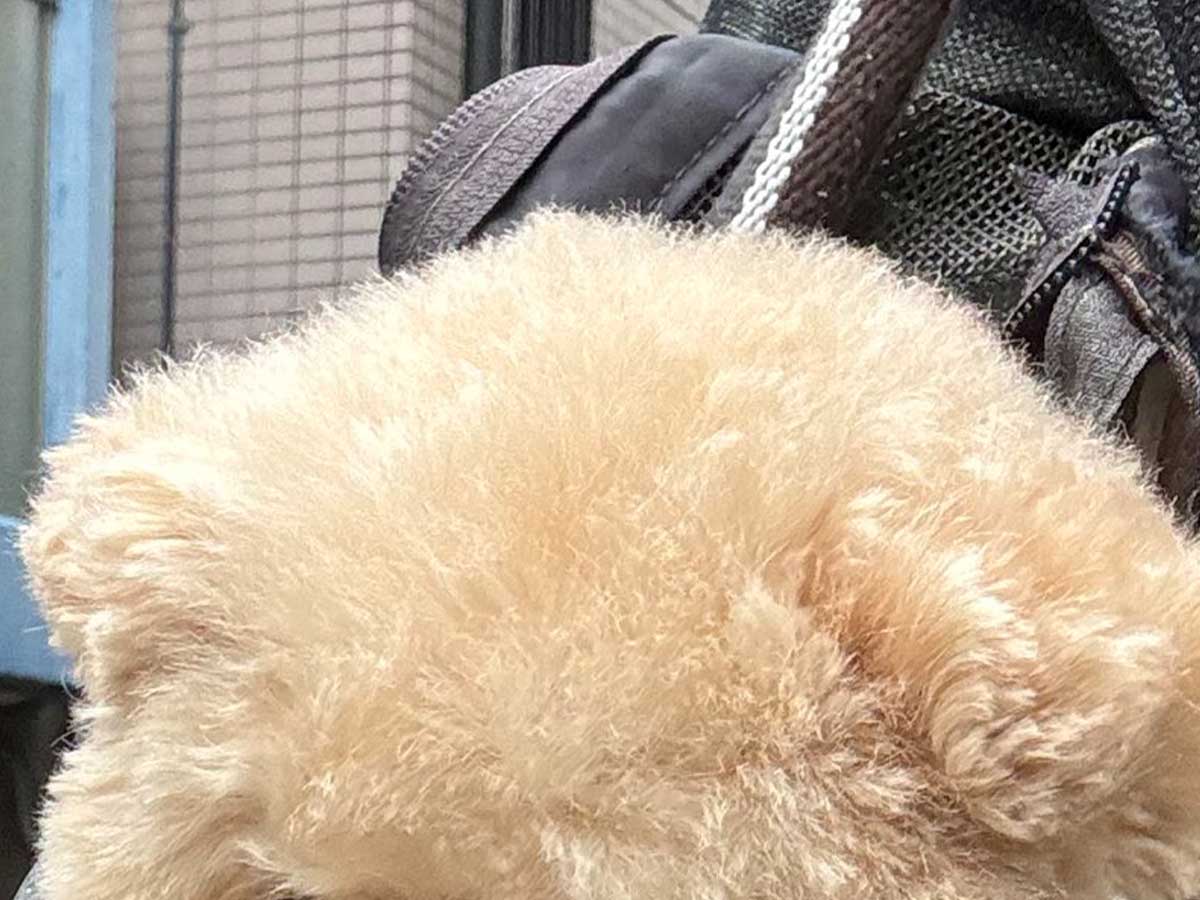 犬