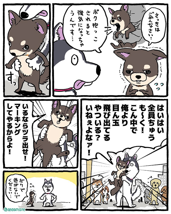 チワワあるあるの漫画