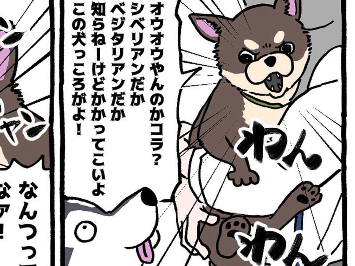 チワワあるあるの漫画