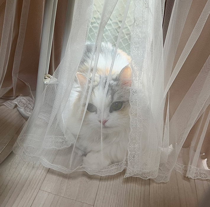 猫のめるちゃん