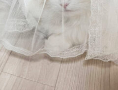 猫のめるちゃん