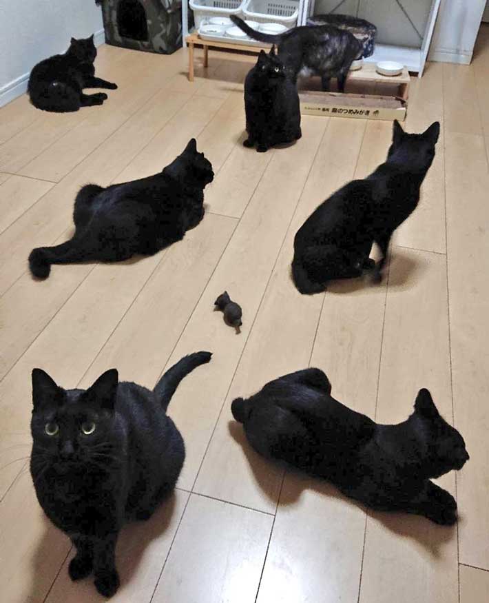 猫の画像