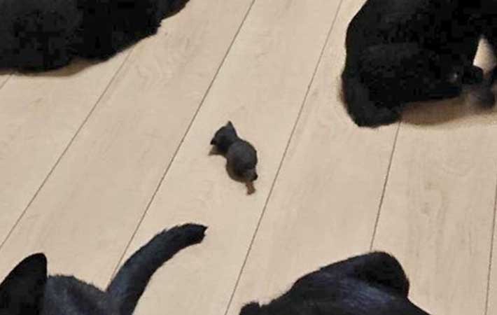 猫の画像