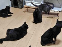 猫の画像
