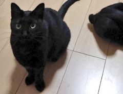 猫の画像