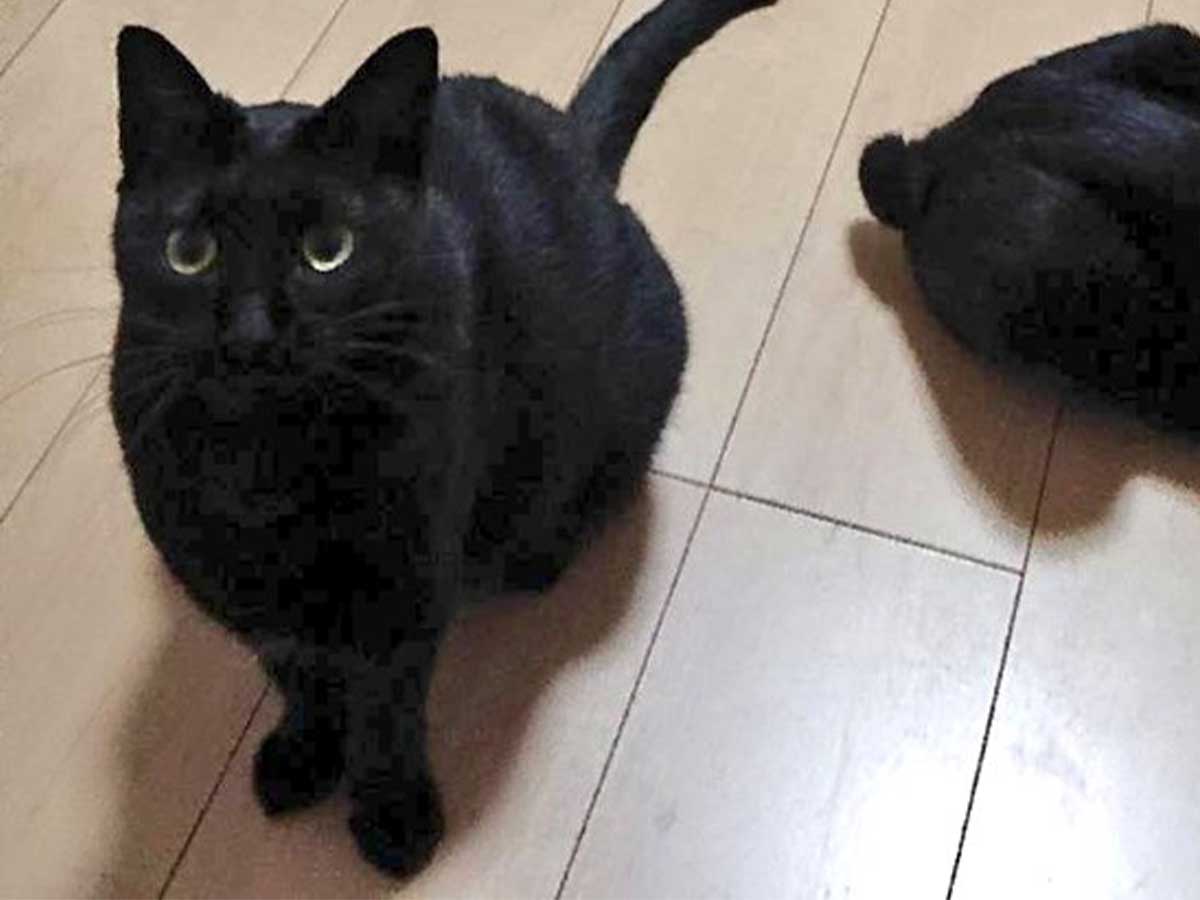 猫の画像