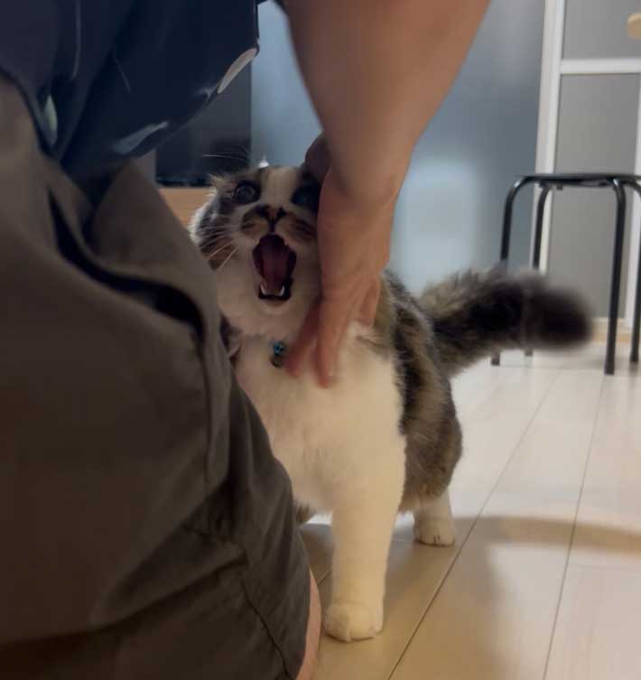 猫の画像