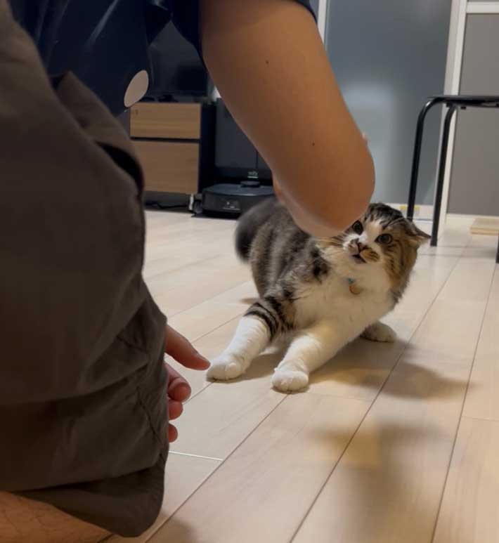 猫の画像