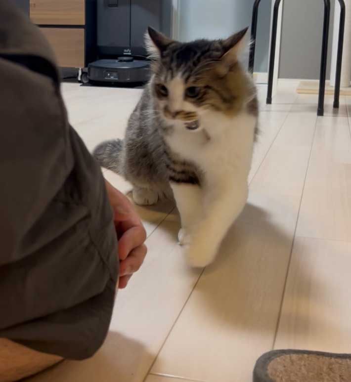 猫の画像