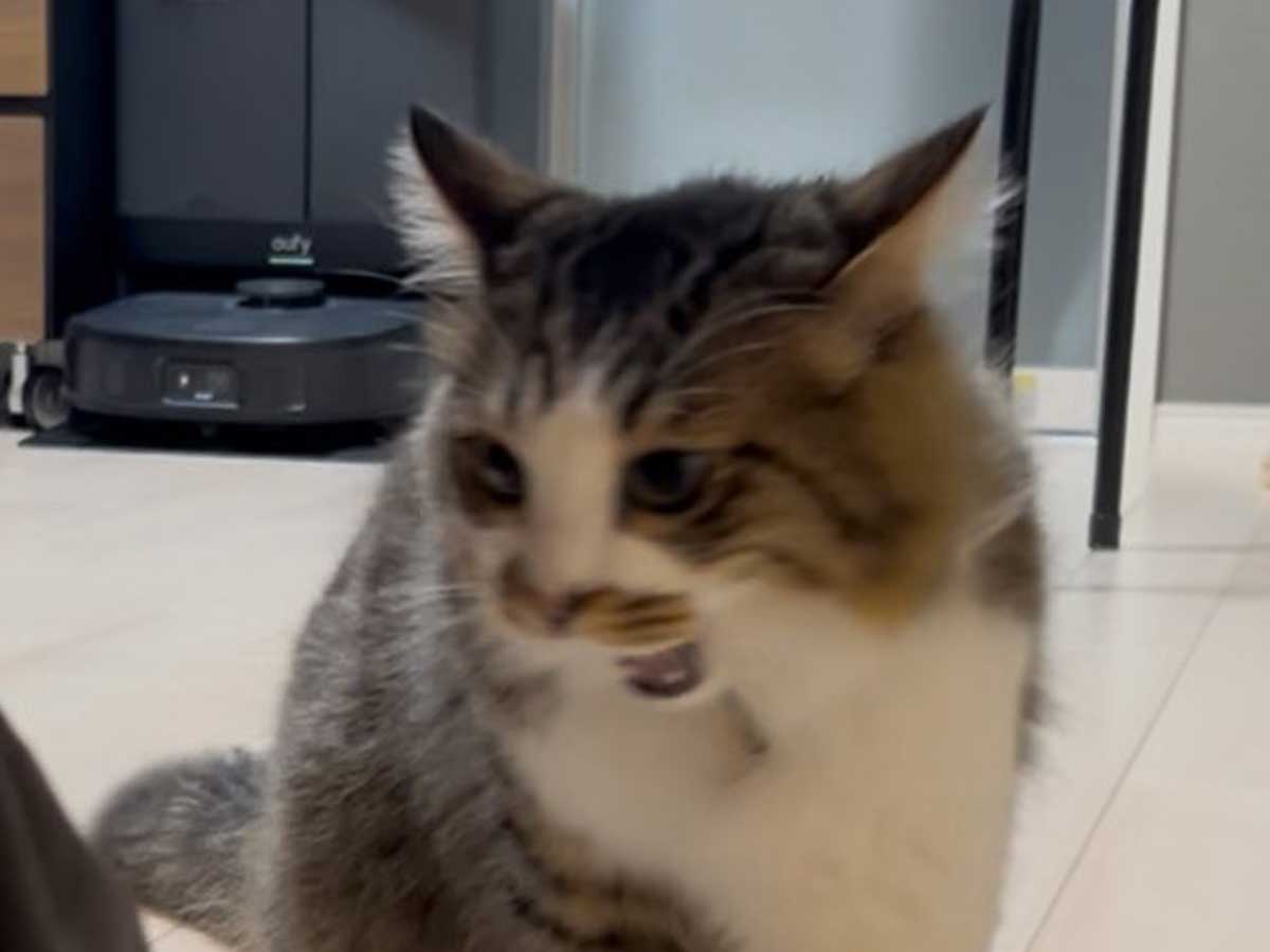 猫の画像