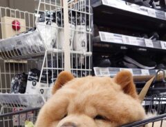 チャウチャウの写真