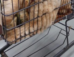 チャウチャウの写真