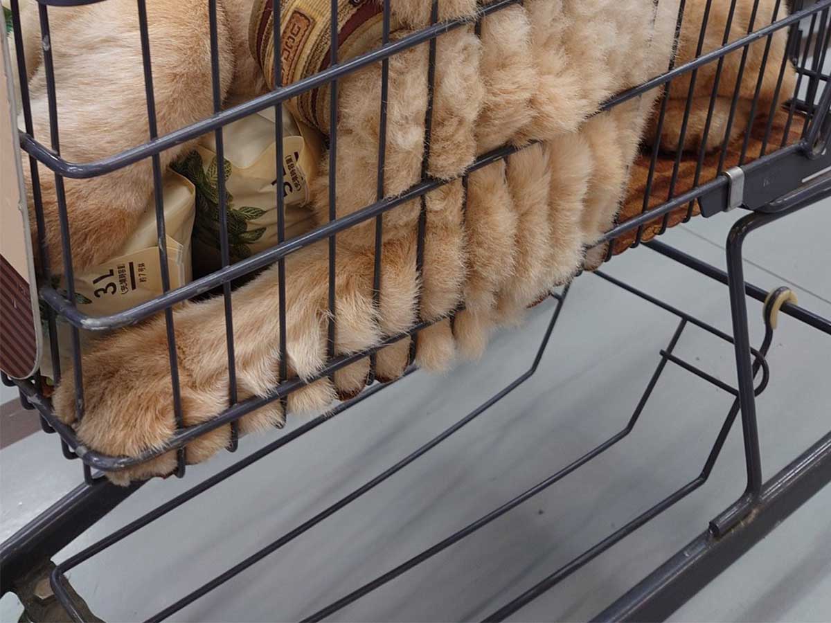チャウチャウの写真