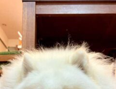 サモエドの写真