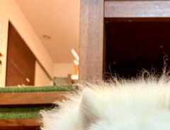 サモエドの写真