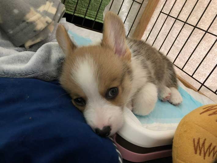 犬の画像
