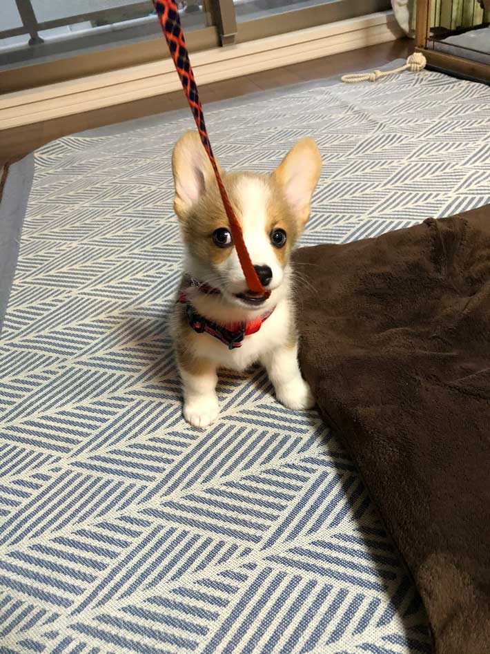 犬の画像