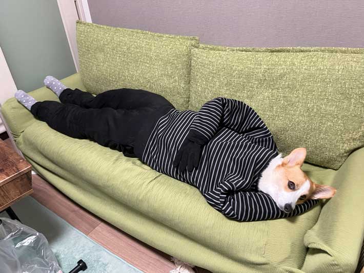 犬の画像