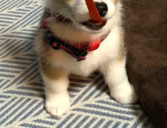 犬の画像