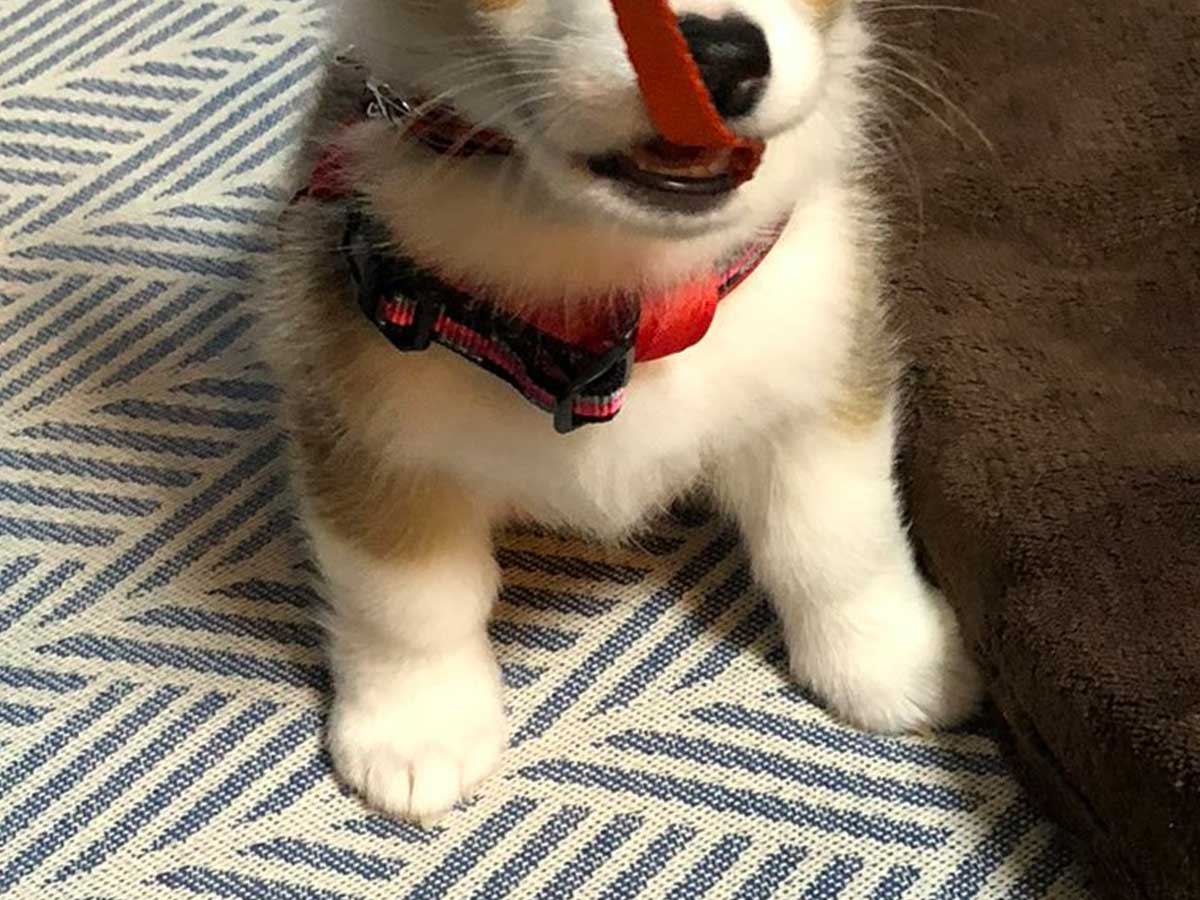 犬の画像