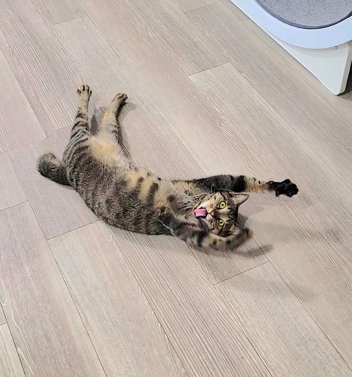 キジトラ猫のおこめくん