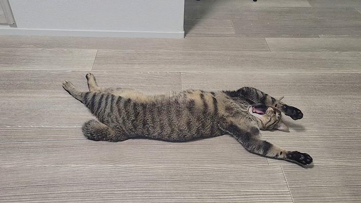 キジトラ猫のおこめくん