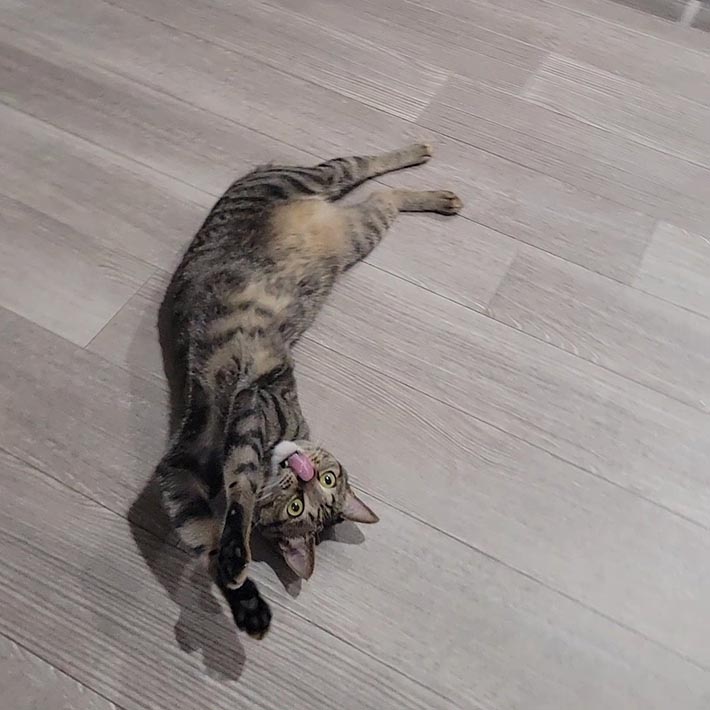 キジトラ猫のおこめくん