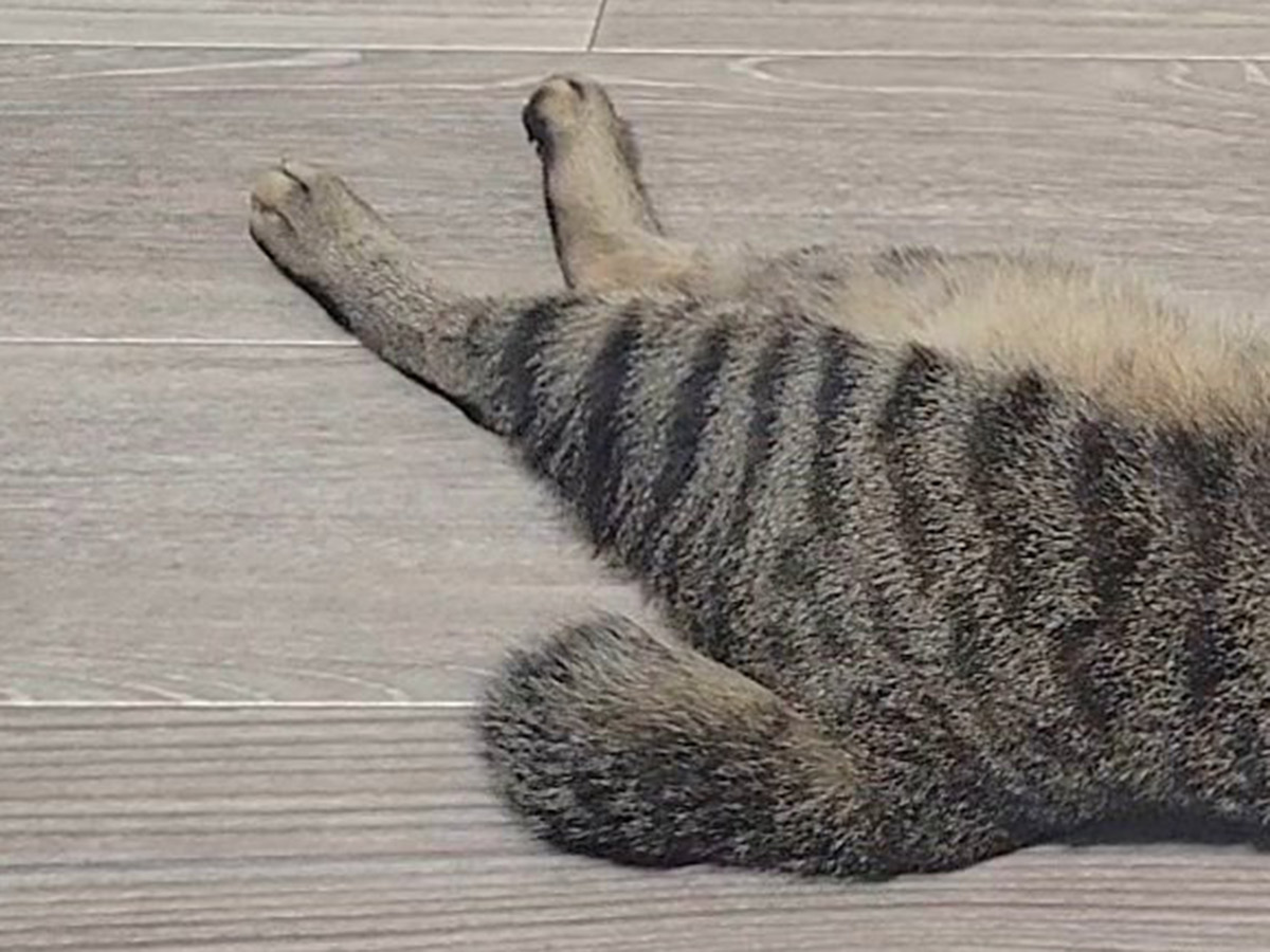 キジトラのおこめくん