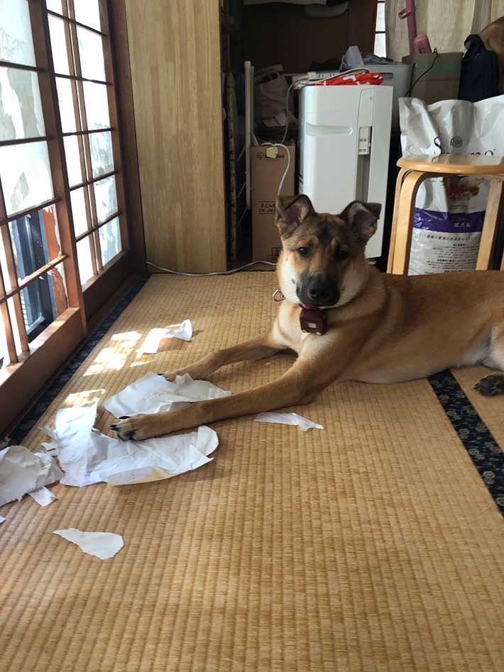 犬