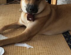 犬