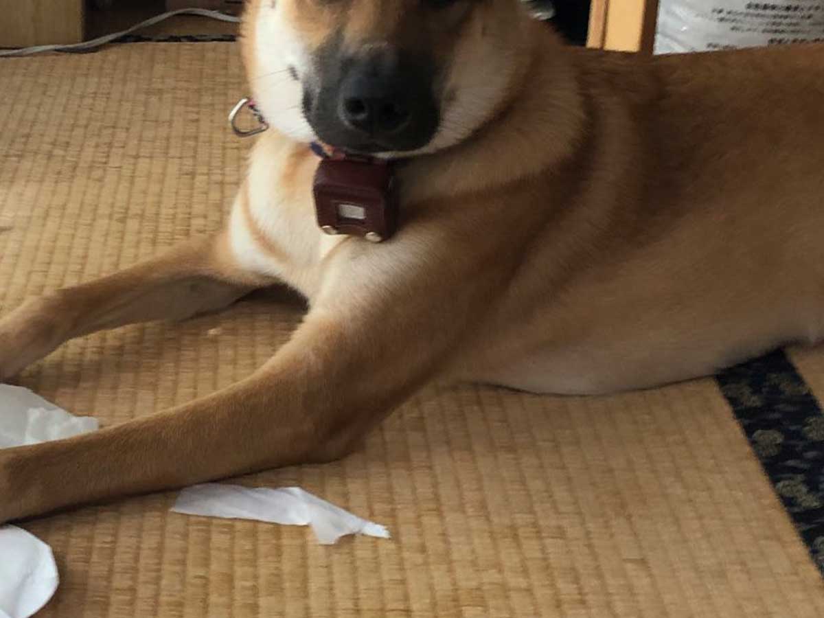 犬
