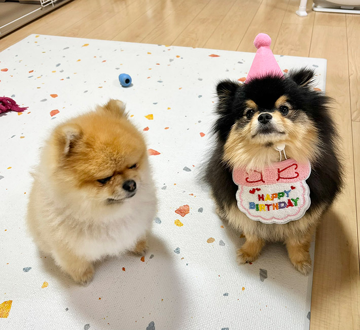 ポメラニアンの秋田くんと小町ちゃん