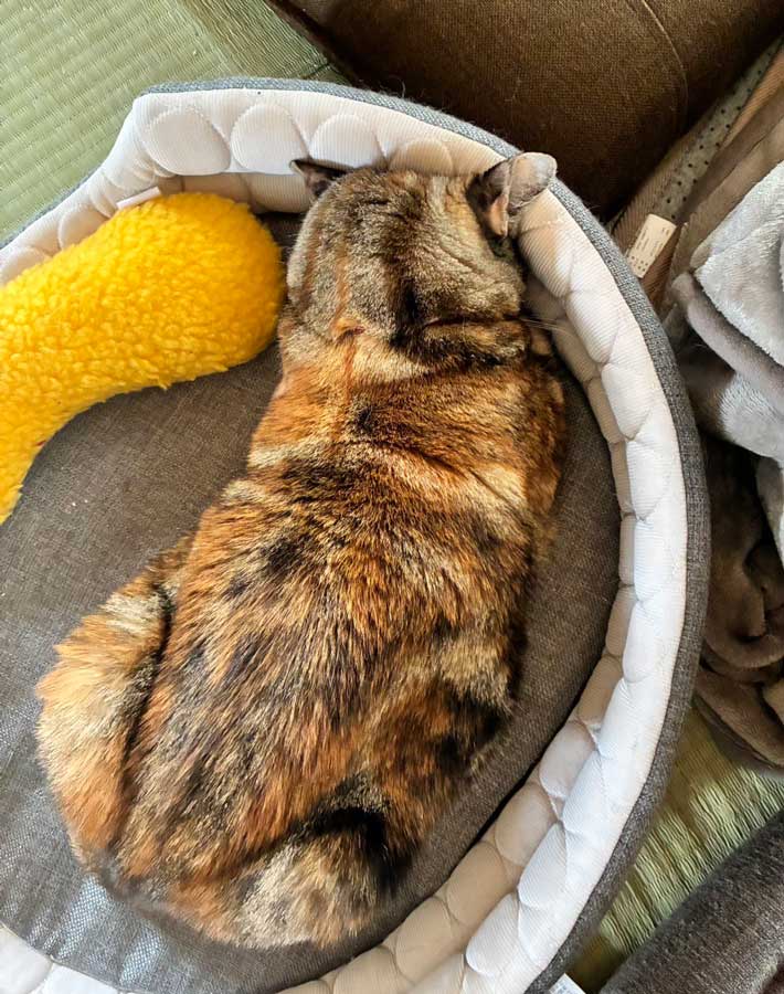 猫の写真