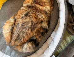 猫の写真
