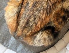 猫の写真