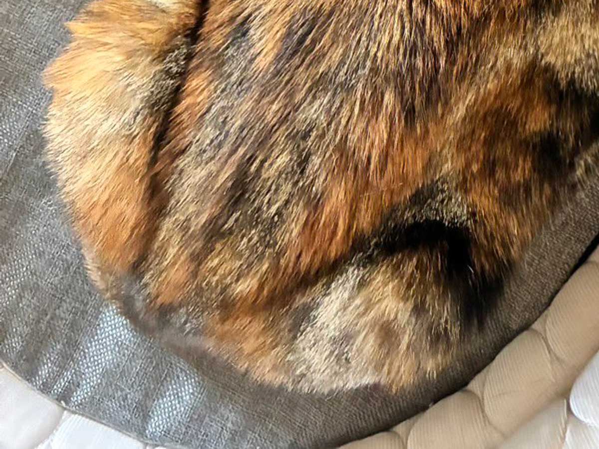 猫の写真