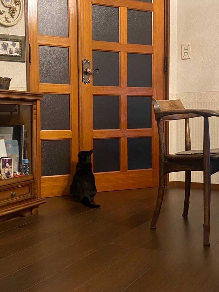 猫の画像