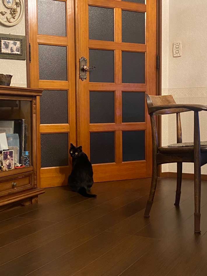 猫の画像