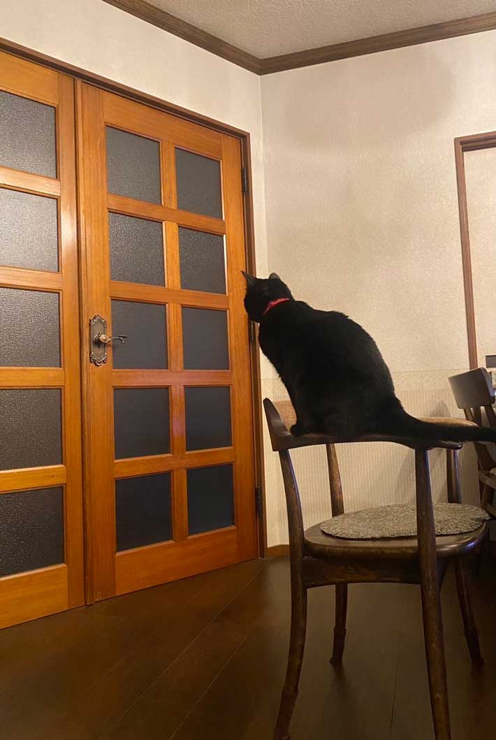 猫の画像