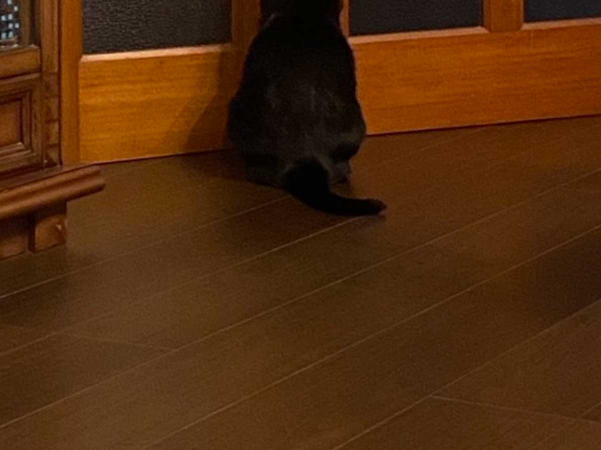 猫の画像