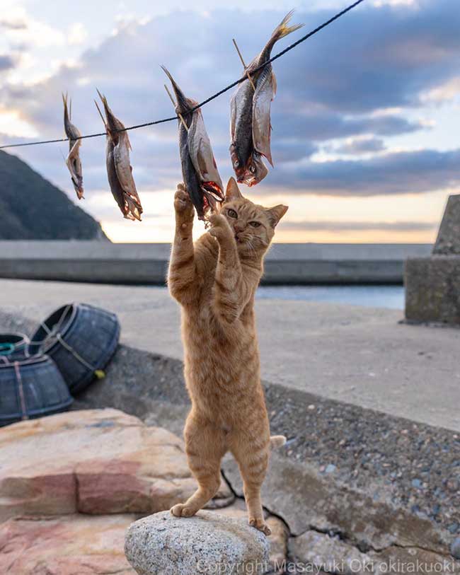 野良猫