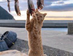 野良猫