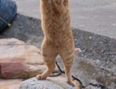 野良猫