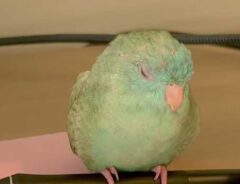 サザナミインコ