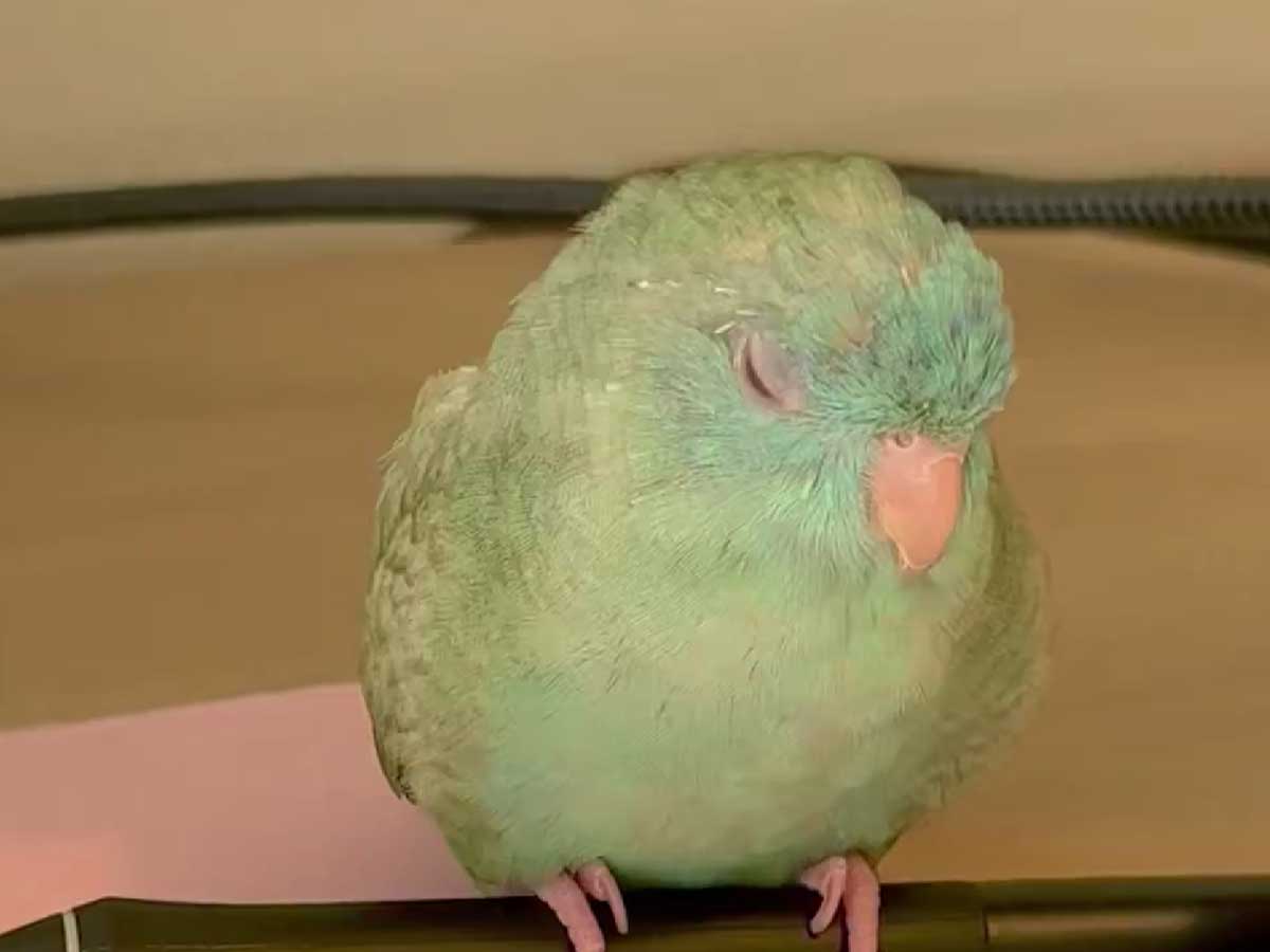 サザナミインコ