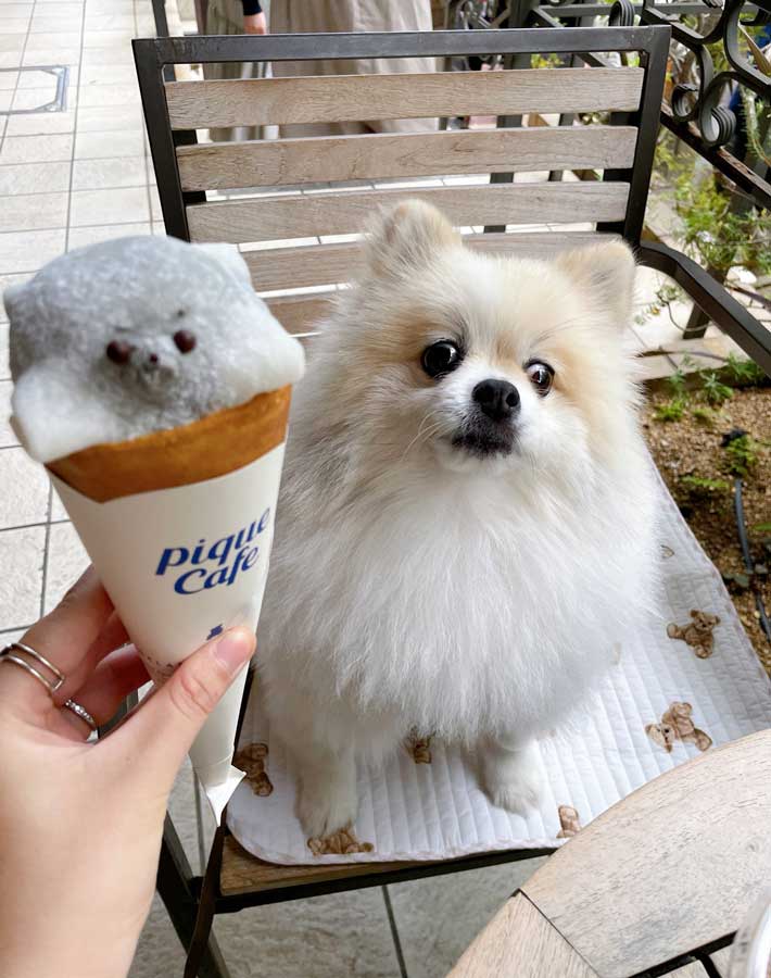 犬の写真