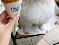 犬の写真